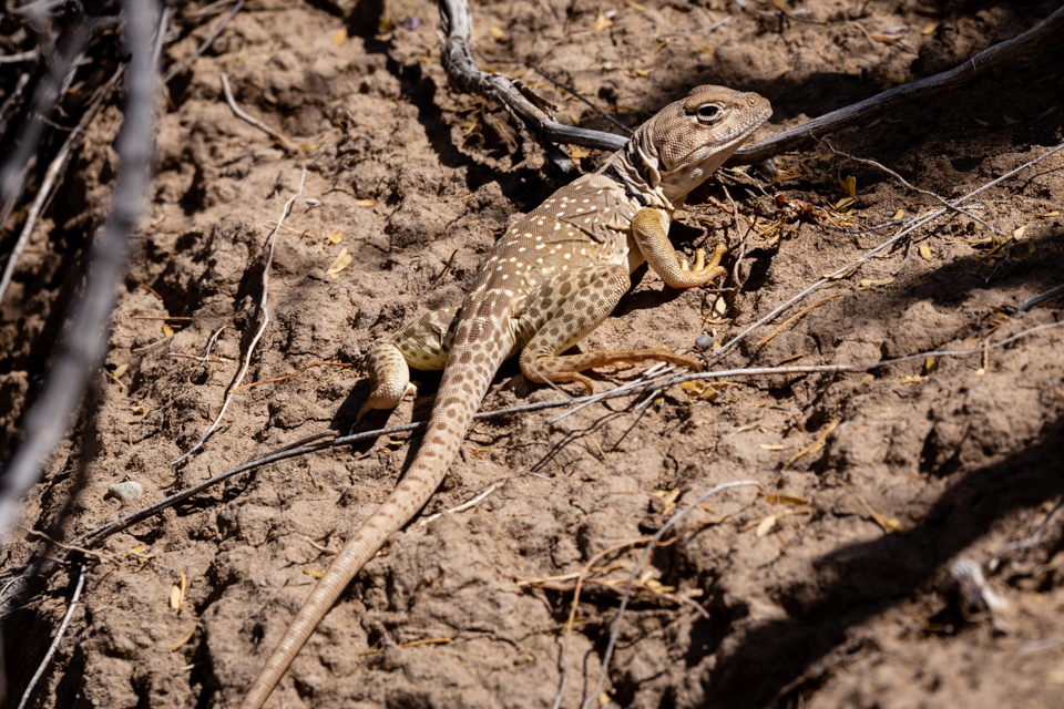 Lizards Landing Page - Big Bend National Park (U.S. National Park Service)