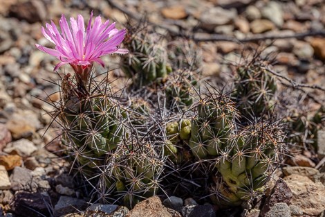 A low clump of cactus stems with a single pink flower.