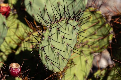 Pad and long, dark spines of a tulip prickly pear.