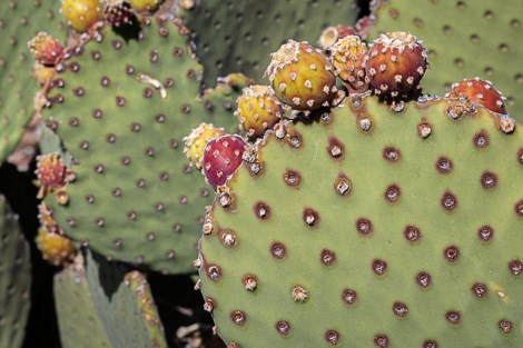 A blind prickly pear pad topped with a row of fruit.
