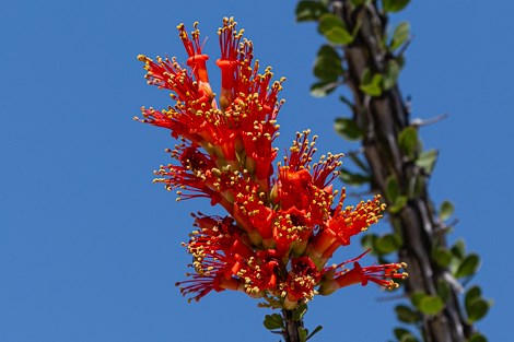A cluster of red, tubular ocotillo flowers with a spiny stem in the background.
