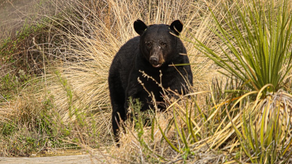 A large black bear is standing amidst bear grass in a canyon.