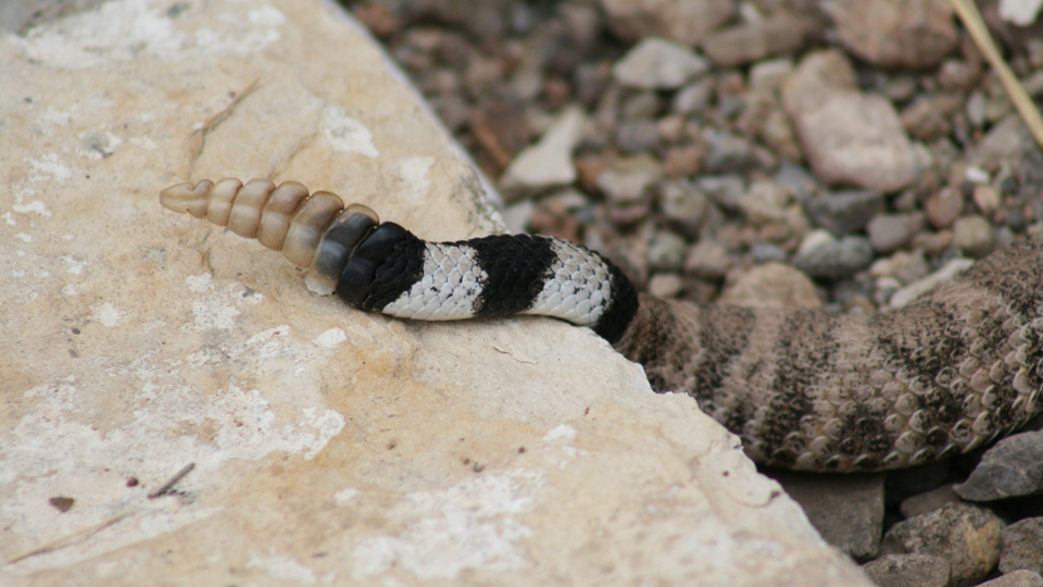 Snakes Landing Page - Big Bend National Park (U.S. National Park Service)