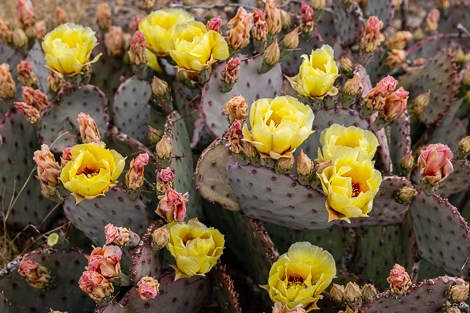 Yellow flowers with red centers bloom on the edges of purplish prickly pear pads.