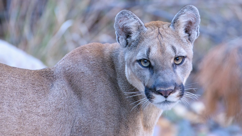 A mountain lion is standing and looking at the camera.