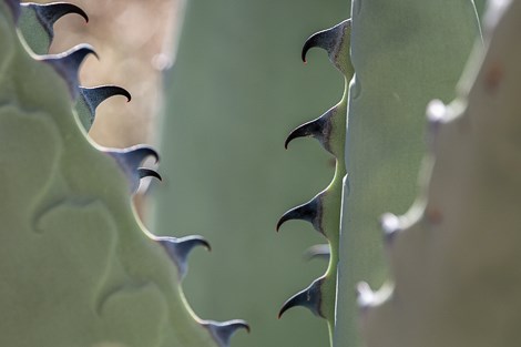 Thick, curved prickles line the margins of an agave leaf.