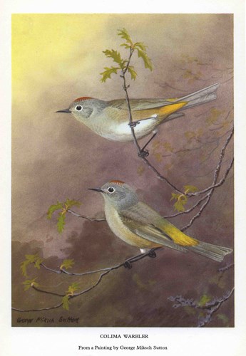 Painting of two Colima Warblers sitting in an oak tree.