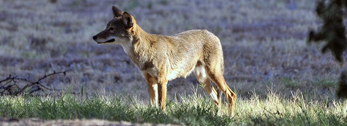 Coyote
