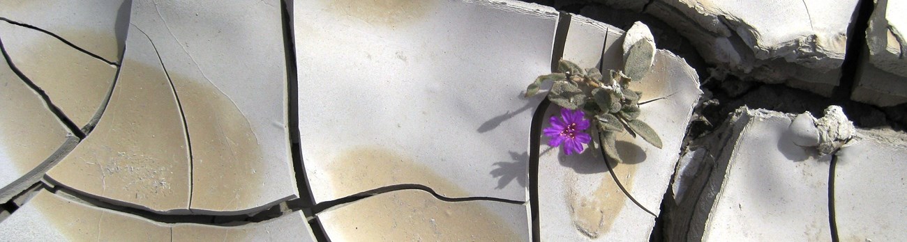 A small purple flower is perched in the middle of big mud cracks.