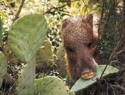 A javelina has its mouth clamped down on a large prickly pear pad.
