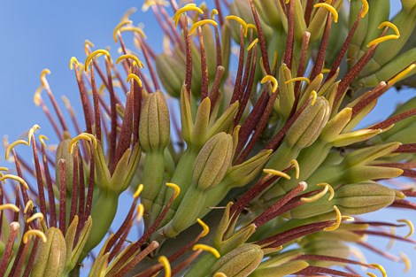 Stalk of yellow lechuguilla flowers with red stamens.