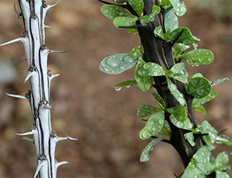 Ocotillo
