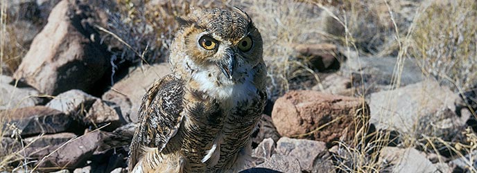 Great-horned Owl