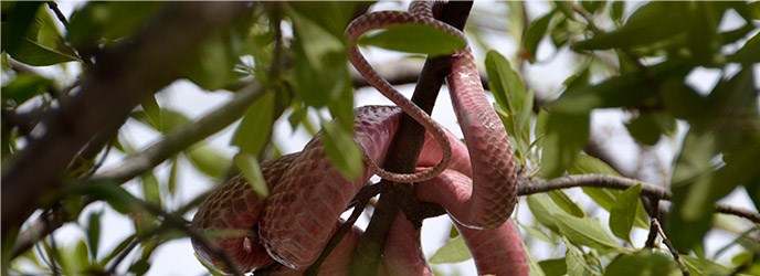 A pink colored snake is laying on a branch in a tree.