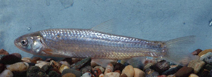 Silvery Minnow