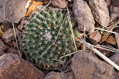 A low-growing cactus with short, white spines.