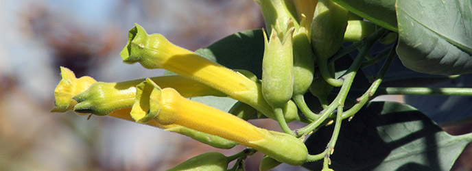 Tree Tobacco