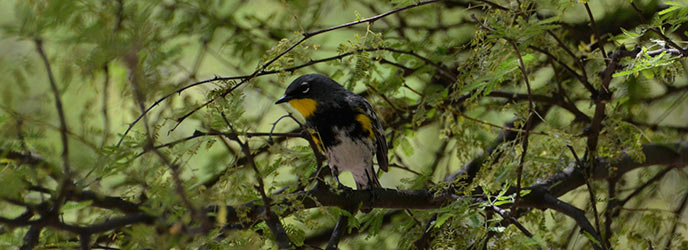 Yellow-rumped Warbler