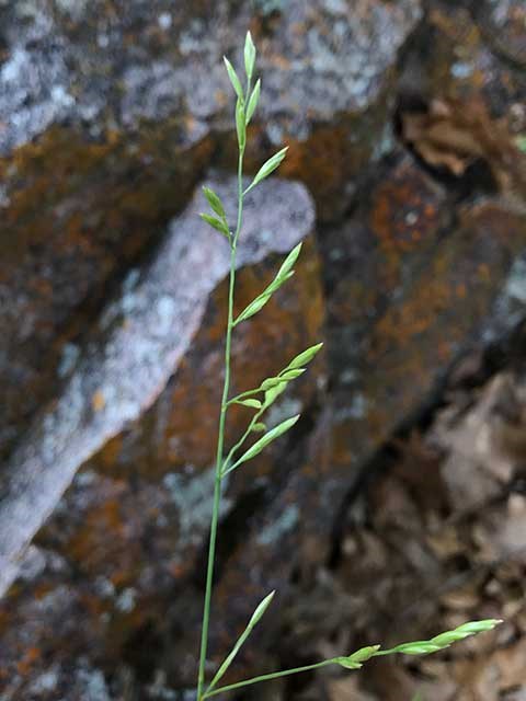 A person's hand steadies the bright green seed head of a grass stem.