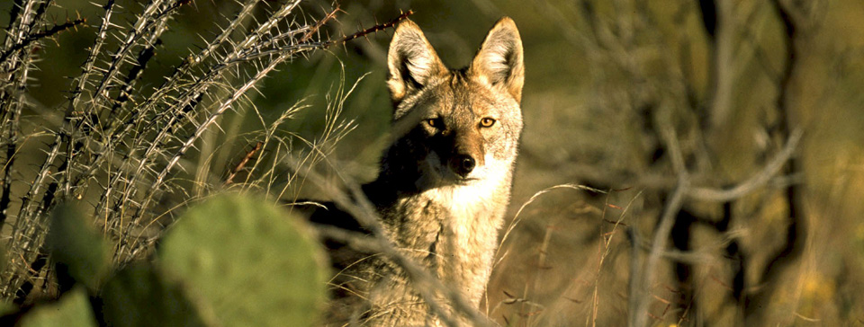 coyote and cactus
