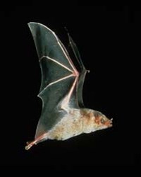 Mexican long-nosed bat