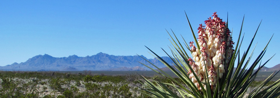 Yuccaa With Chisos Mountains View