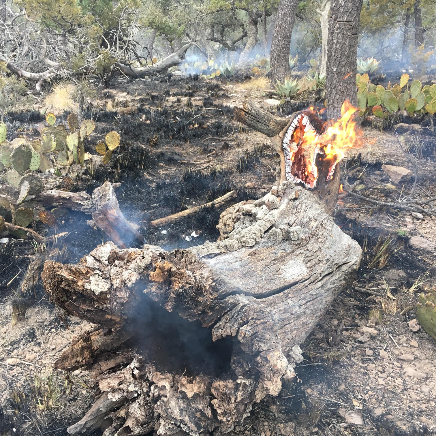 A fire in the Chisos Mountains.