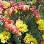 Prickly Pear Blossoms