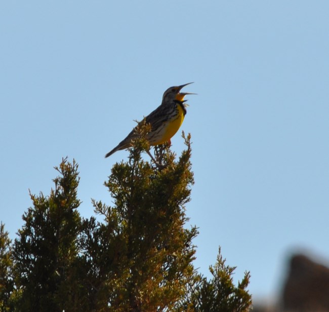 Bird singing from on top of a pine tree with a blue sky background.
