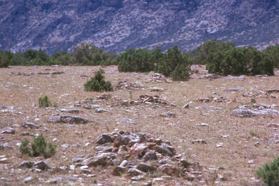 Rock cairns mark the Bad Pass Trail surrounded by juniper at the foot of the Pryor Mountains.
