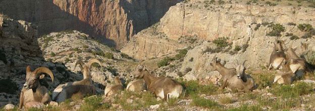Bighorn Sheep, namesake of Bighorn canyon