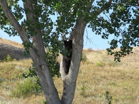 Black bear cub in a tree