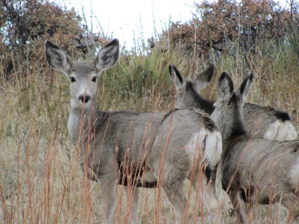 Mule Deers just off Ok-A-Beh Road