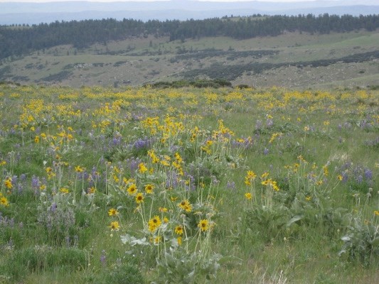 Wildflowers thrive in the meadows just off OK-A-Beh road in the North District.