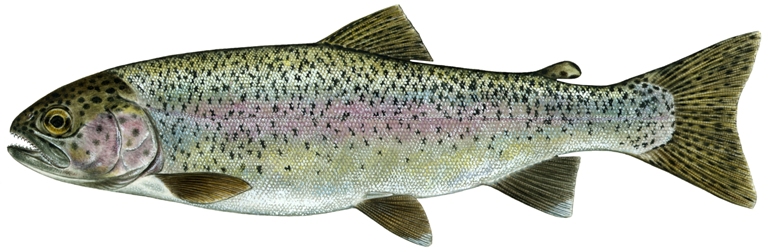 Rainbow Trout