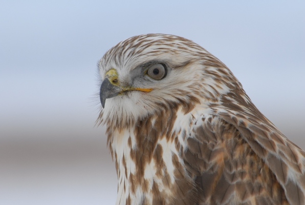 Rough-Legged Hawk