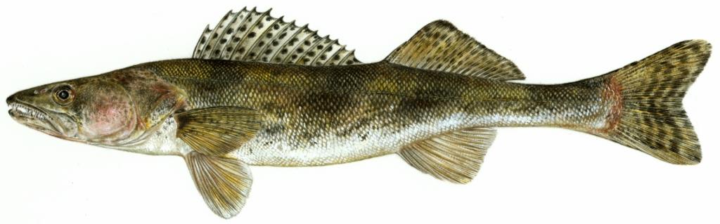 Sauger