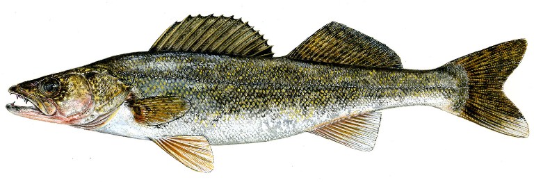 Walleye