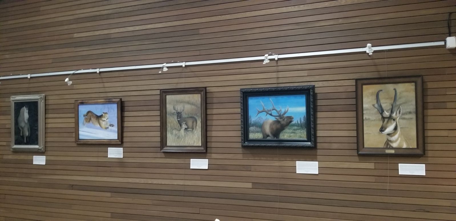 Framed artwork by Michael Hansen on display at the Lovell Visitor Center Artist in Residence Gallery. From Right to Left-Mountain Goat, running Mountain Lion, A Buck and Doe Mule Deer, a Bull Elk mid bugle, and a Pronghorn Buck.