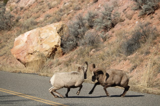 Two bighorn sheep rams charging one another in the middle of the road.