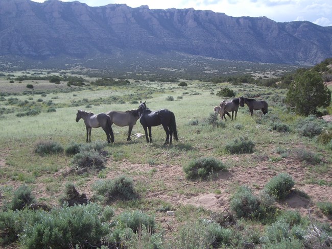 herd of wild mustangs in desert landscape