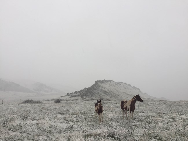 Horse standing in a snowy desert landscape with a background of dense fog