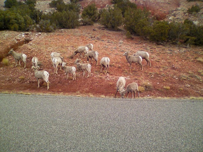 herd of bighorn sheep