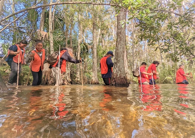 Seven students wearing orange visibility vests wade through water while holding walking sticks. There are cypress and palm trees in the background.