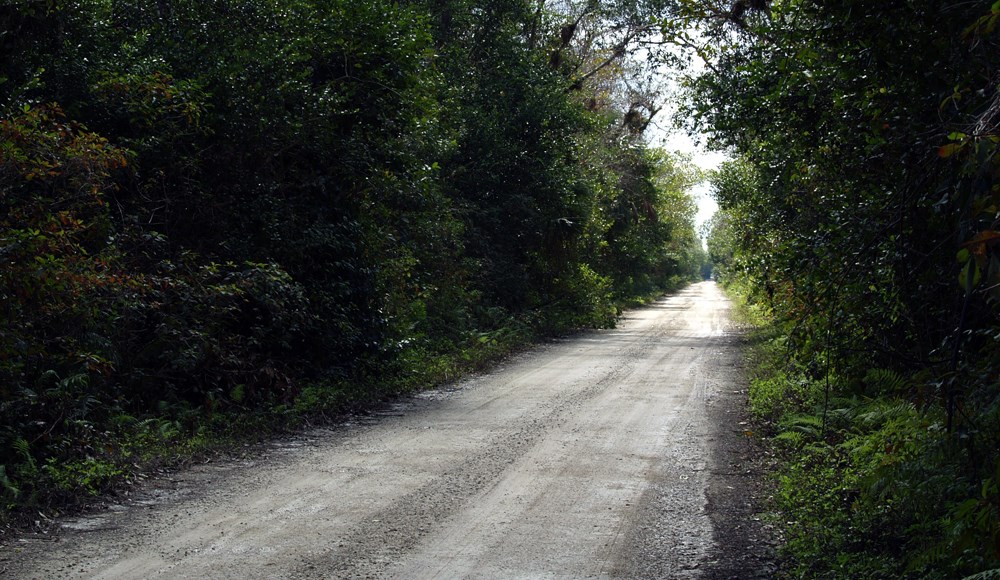A dirt road section of loop road stretches into the horizon past thick vegetation.