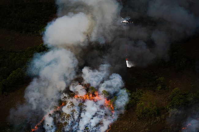 Helicopter drops water on Fire in Pine Forest