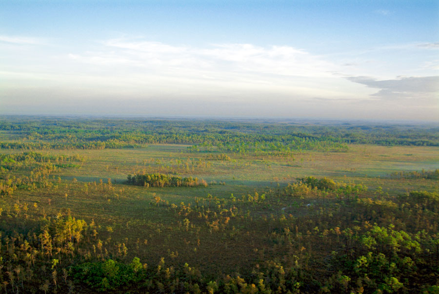 An aerial view of Big Cypress National Preserve vegetation featuring cypress domes interspersed with grassy wetlands.