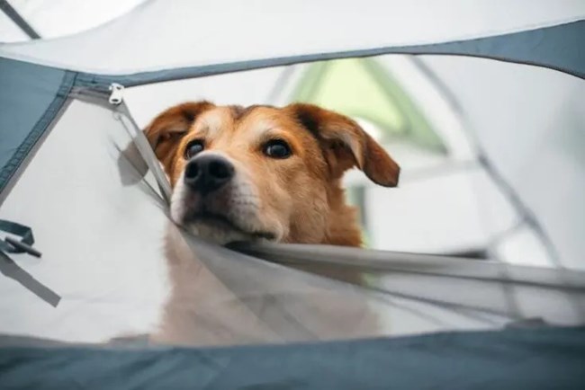 dog in tent