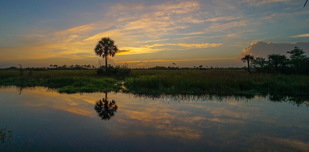 A sun sets over a swampy area with one prominent palm tree reflecting on the water.