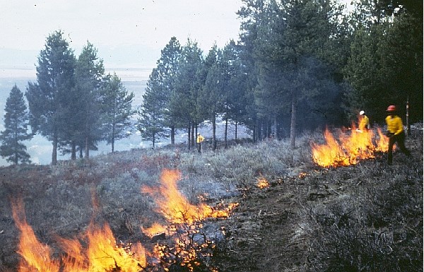 A small fire on hillside with three firefighters nearby.